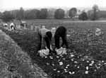 Potato gathering in progress on the Abbey Farm