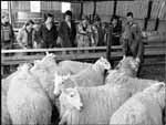 Students learning about the management of sheep in various conditions